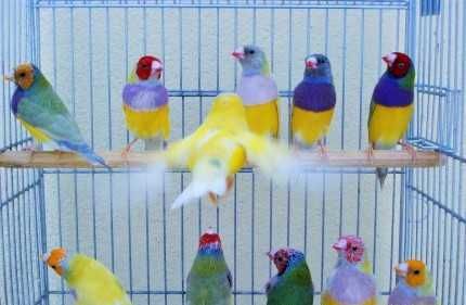 Troco 300 diamantes gould