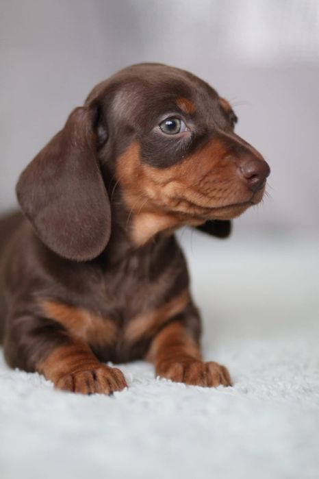 *** Jamnik czekoladowy**