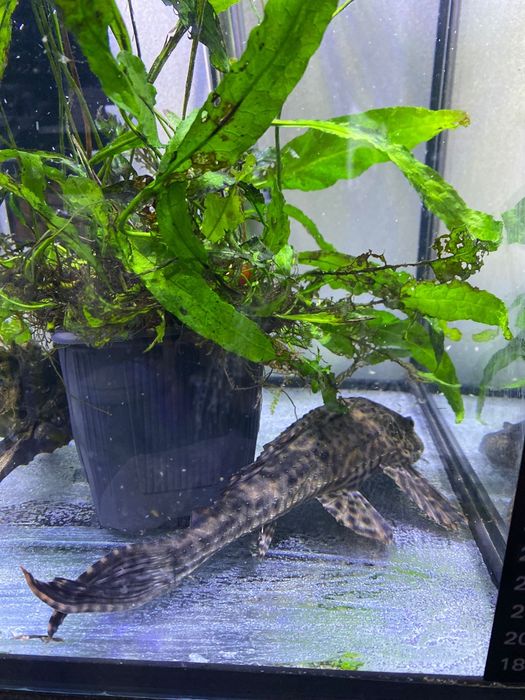 Vendo pleco grande