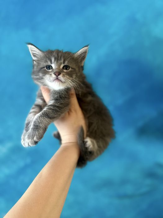 Kocurek niebieski srebrzysty Maine Coon