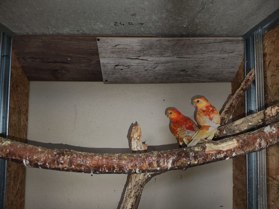 Sprzedam parę kolorowych papug