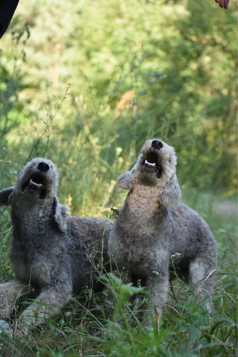 Ультра екслюзив порода бедлингтон тер’єр