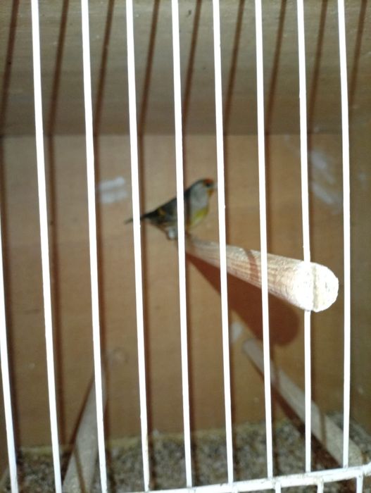 Vendo canario a cantar