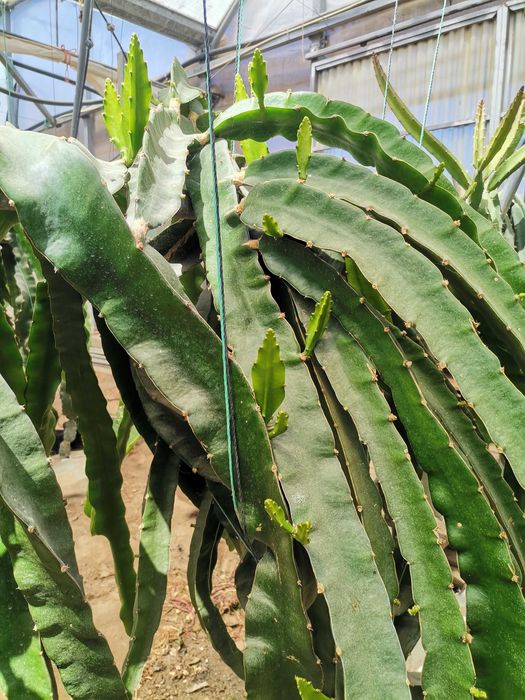 Mudas de Pitaya - Múltiplas Variedades