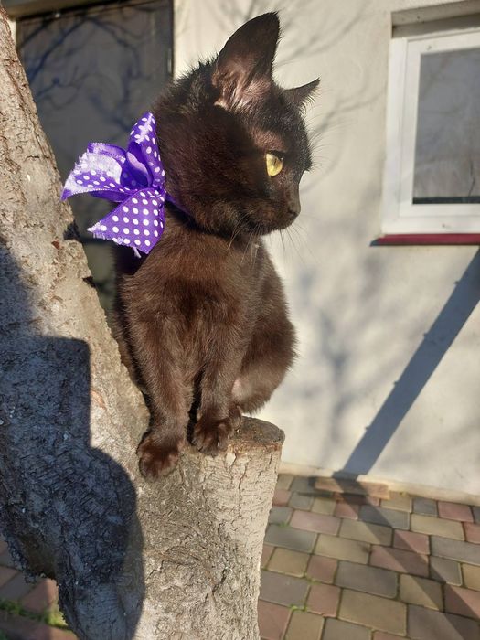 Шерлок та Ватсон  шукають найкращі ручки