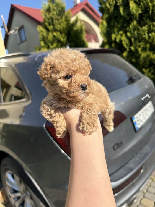 Найкращі цуценятка для дітей мальтіпу