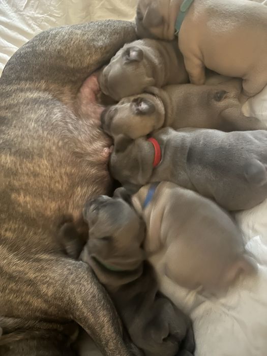 Buldog francuski lilac/blue