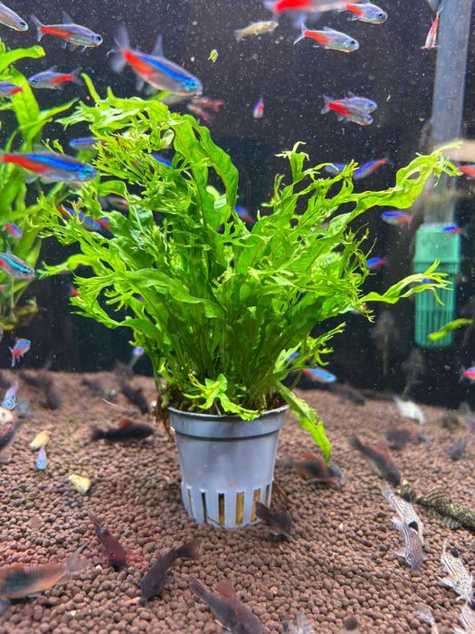 Microsorium Windelov i Narrow mini