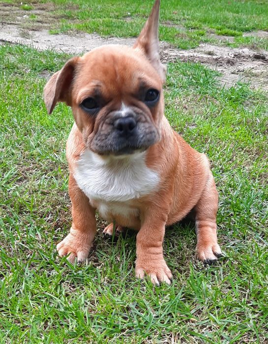 Szczeniaczek buldog francuski