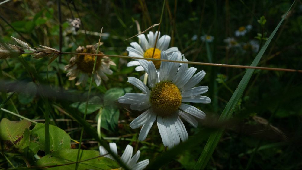 Sony RX100 стан ІДЕАЛ!