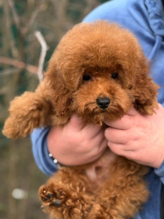 Чудовий Малюк той пудель,супер  якості,
