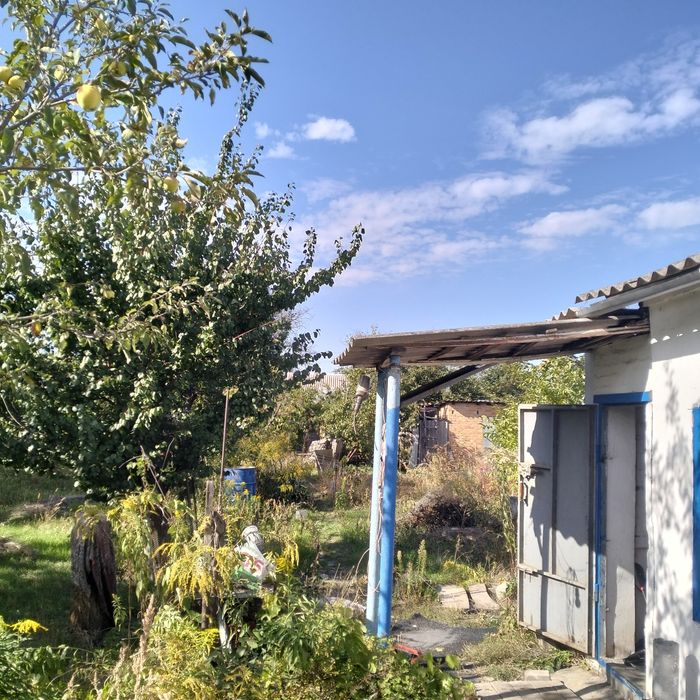 Дача.  Золотой ренет Продам
