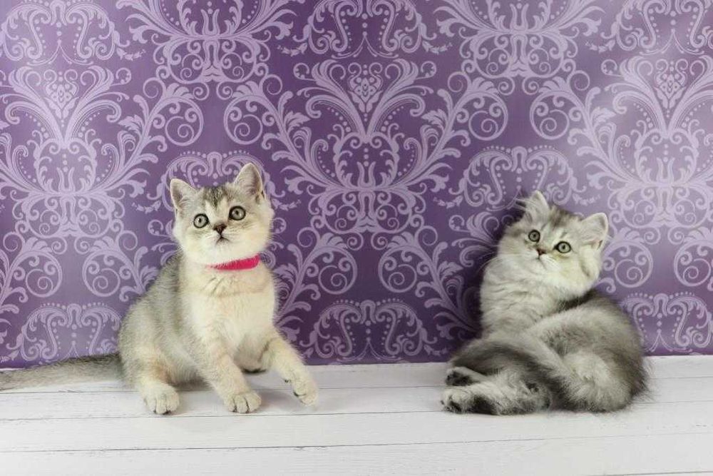 Хлопчики та дівчатка породи