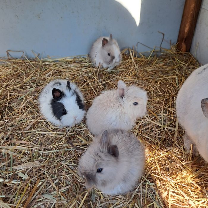 Sprzedam króliki miniaturki