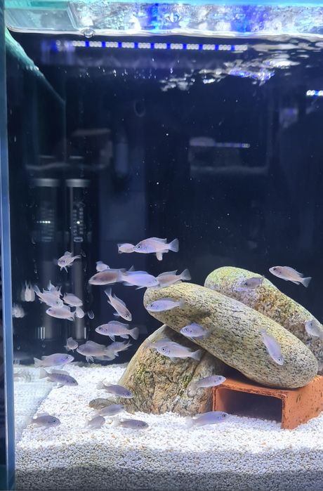 Ciclideos Africanos Malawi