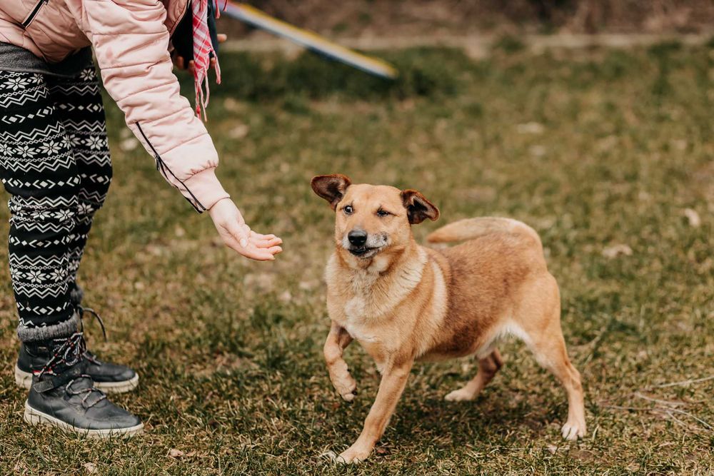 12-kg Kajtek szuka domu na zawsze!