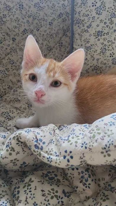 REZERWACJA EL - 7-miesięczny rudo-biały kochany kocurek do adopcji!