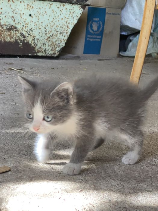 Котенята двоє  штук.