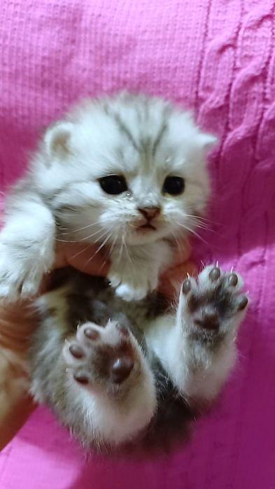 Шотландські мармурові кошенята. Котики