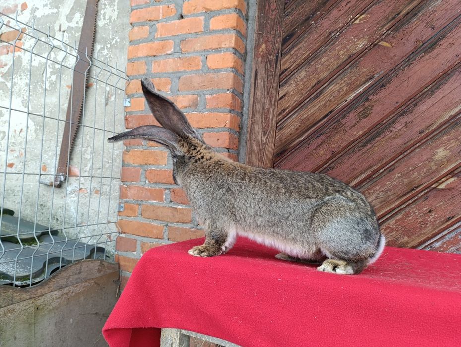 Belgijski olbrzym szary