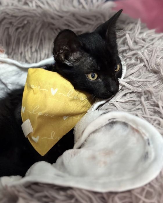 Gatinho 3 meses para adoção responsável