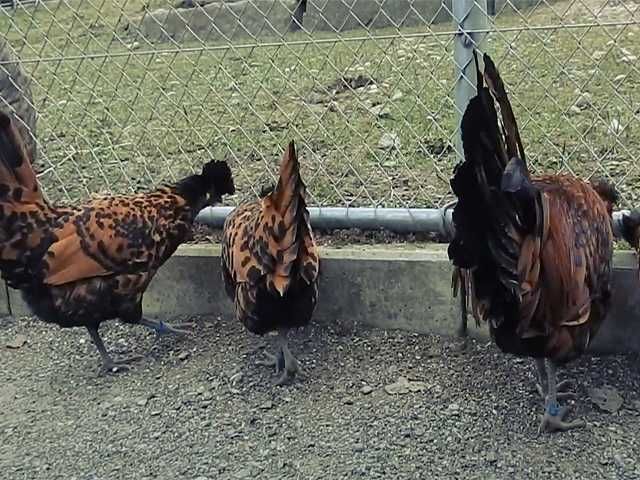 Яйцо на інкубацію курей Апенцеллер срібло, золото, біле золото, лимон.