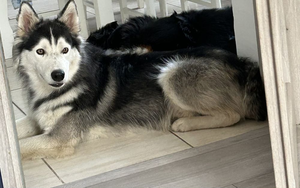 Oddam Za darmo pieska