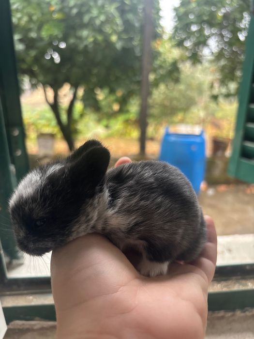 Coelho bebé lindo e muito dócil