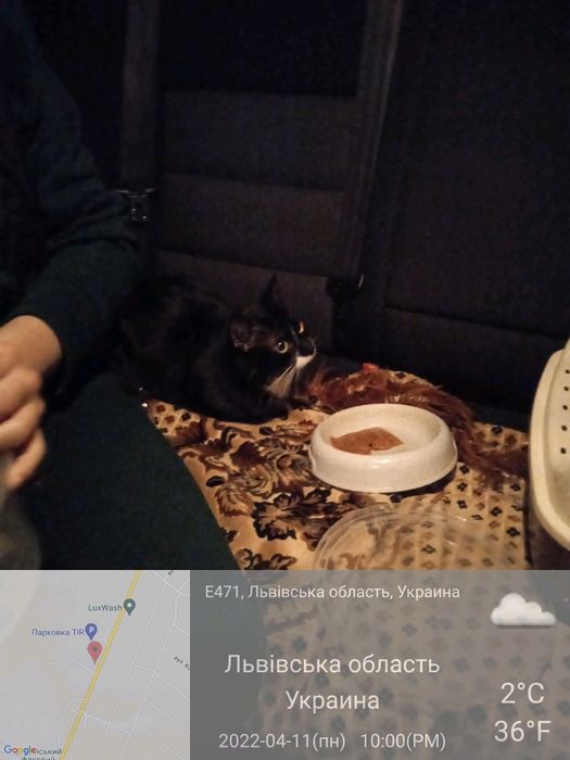 Перевозка перевезення тварин животных по Украине,Пасажирські перевезен