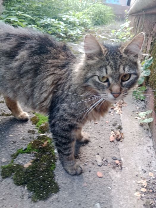 Котик мурлотік, сибірський