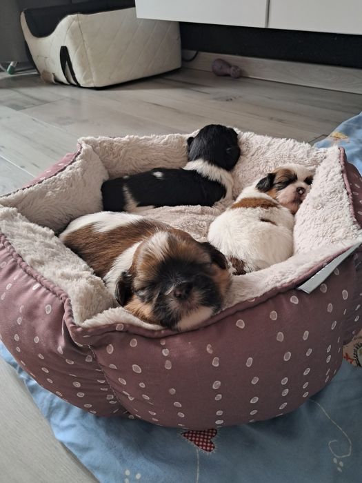 Sprzedam szczeniaczki Shih-Tzu