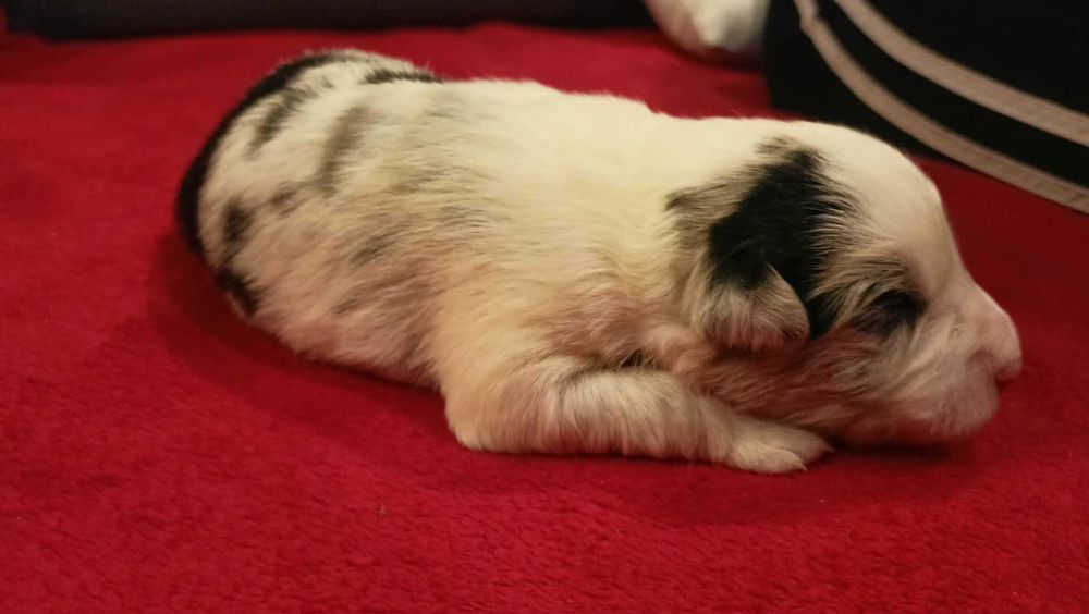 border collie blue merle FCI do dogoterapii