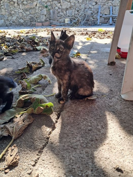 Gatinhos para adoção