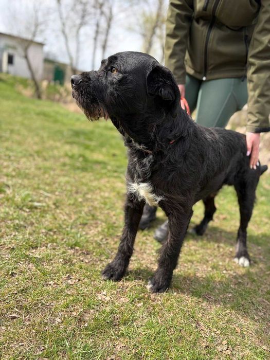 Baton ok 2/3 let wyjątkowy piesek czeka na swojego opiekuna Bełchatów