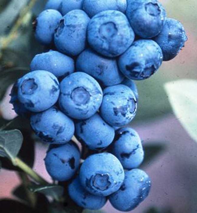 Borówka Amerykańska!Sadzonki Od Producenta!4 LETNIE!80CM!Duke,Bluecrop