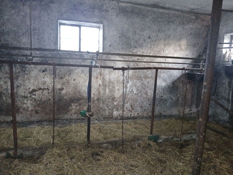 Stanowiska do bydła