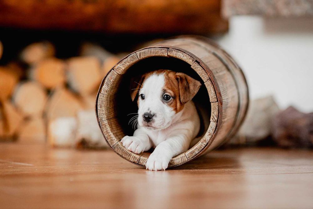 Jack Russell Terrier FCI