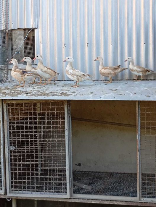 Aves ornamentais desde 25