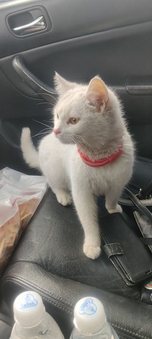 Отдам белого котенка, мальчик, 4 месяца