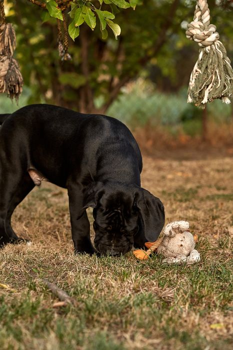 Cavaliero Dell'Onore Leroy