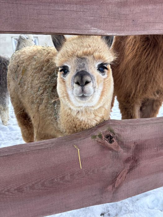 Alpaka samiec huacaya