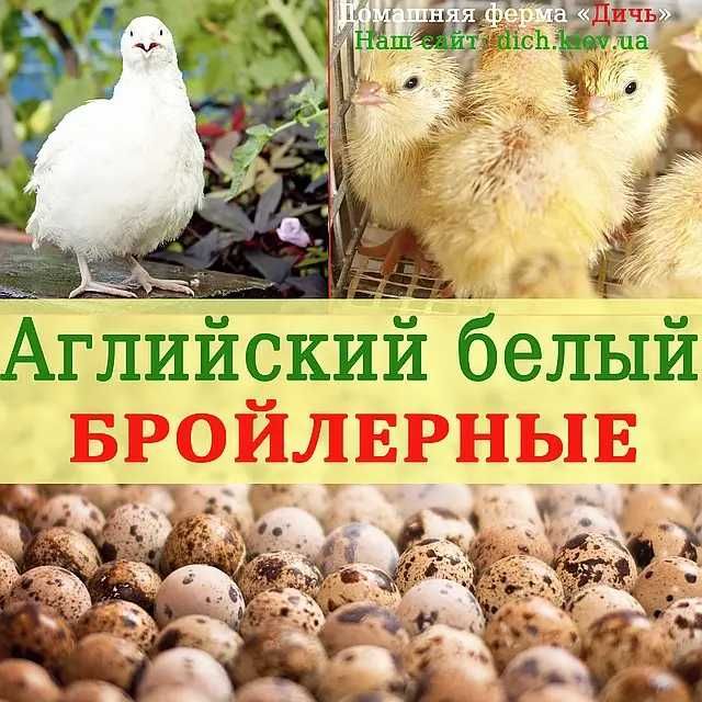 Инкубаційні яйця перепелів  6 порід (селекція Франція, США, Німеччина)
