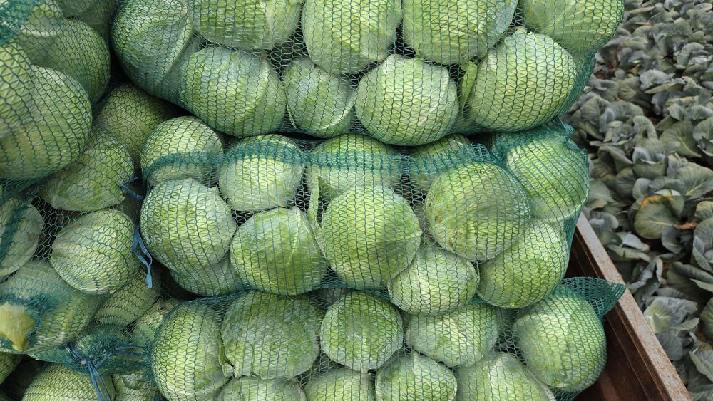 Продам білокачанну каусту