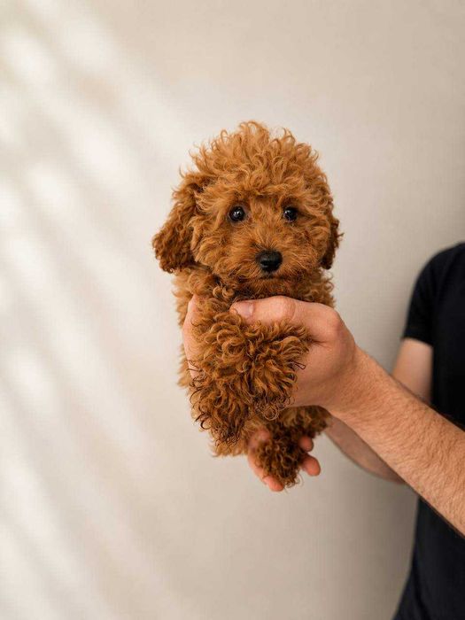 (!) Caniche Toy Mini Menino Disponível