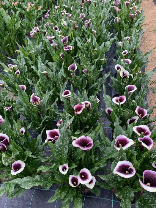 Кала зентадеская