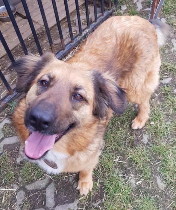 Sunia do Adopcji