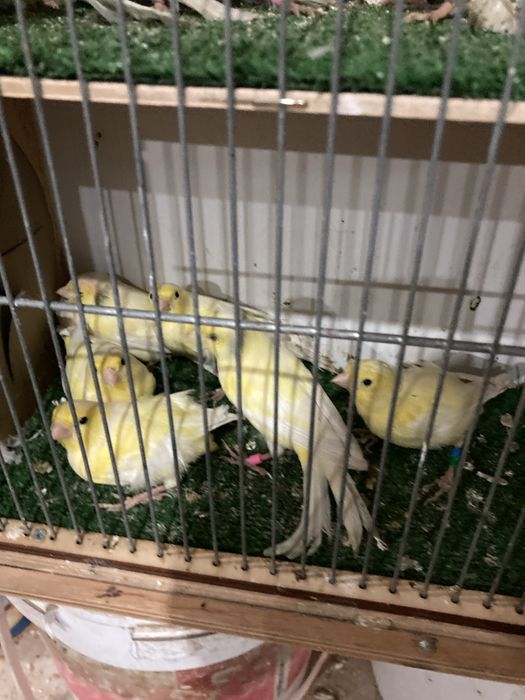 Kanarki Harceńskie samce i samice