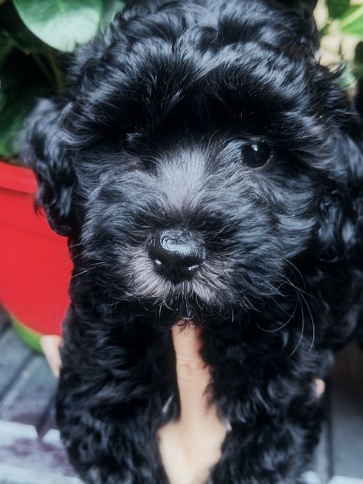 Czarna suczką Maltipoo