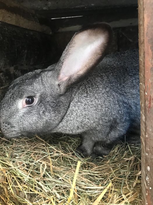 кролики домашні .