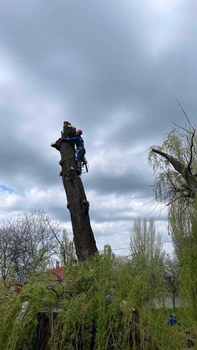 Видалення дерев,спил аварійних дерев,розчистка участків,дробіння гілок